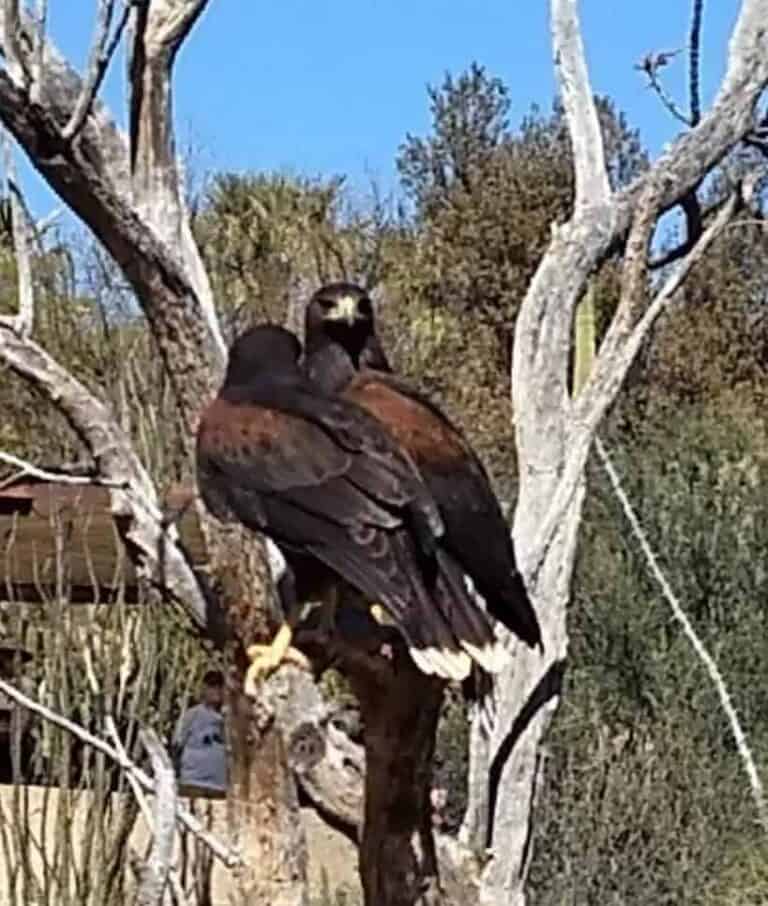 Easter celebration image of Harris's Hawks